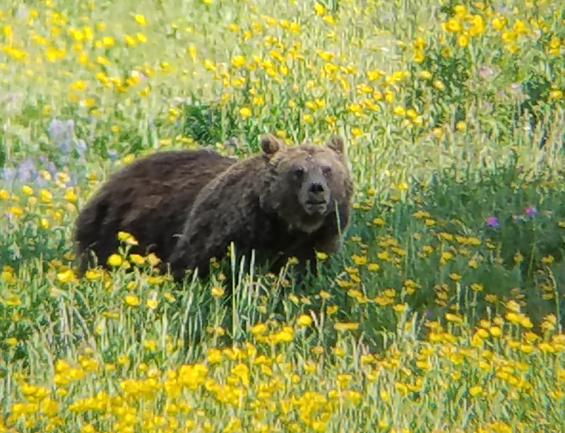 Grizzly Bear, Hayden Valley, Yellowstone National Park, USA